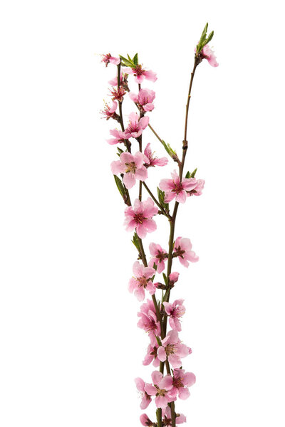 Цветок сакуры, цветы сакуры изолированы
 