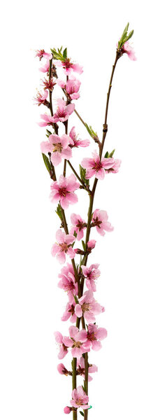 Цветок сакуры, цветы сакуры изолированы
 