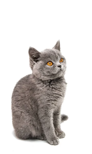 分離された灰色の子猫 — ストック写真