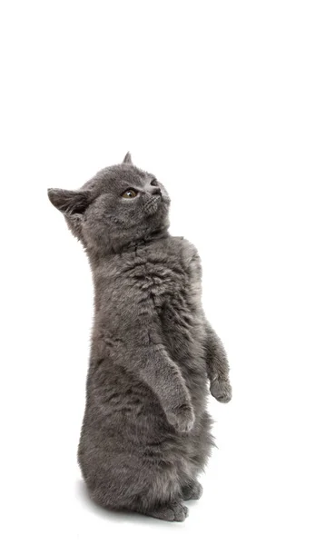 Gri kedi izole — Stok fotoğraf
