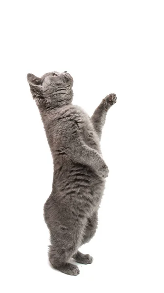 Gri kedi izole — Stok fotoğraf