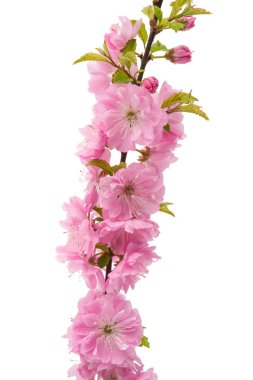 izole sakura çiçek 