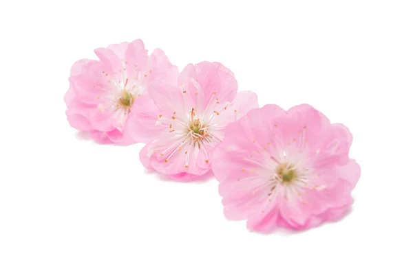 Izole sakura çiçek — Stok fotoğraf