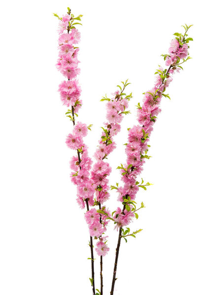 sakura flower isolated 