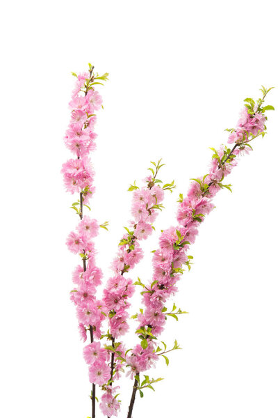 sakura flower isolated 
