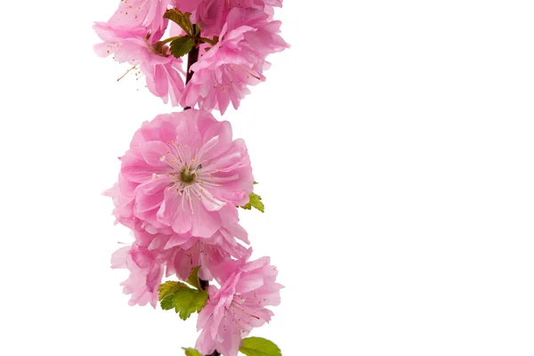 Sakura flower isolated — Stock Photo, Image