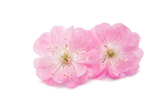 Sakura-Blume isoliert — Stockfoto