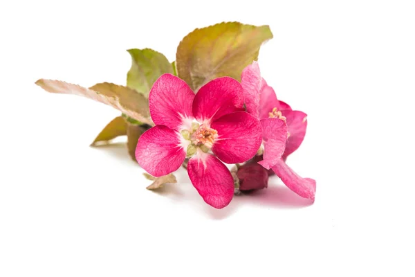 分離されたアップルのピンクの花 — ストック写真