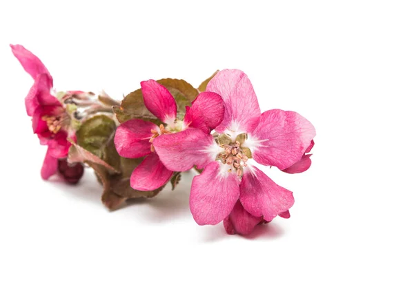 分離されたアップルのピンクの花 — ストック写真