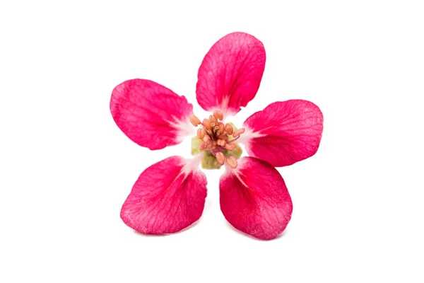 Pink flowers of apple isolated — Stock Photo, Image