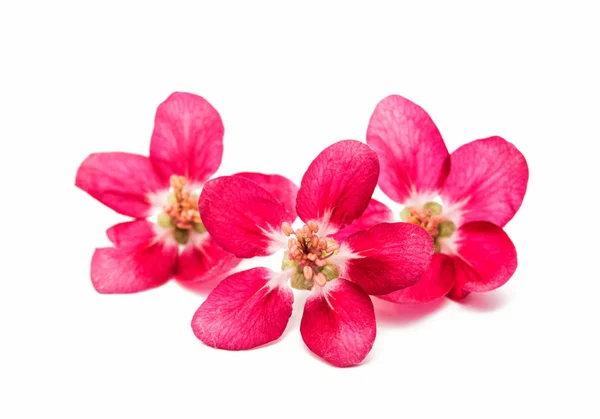 Roze bloemen van appel geïsoleerd — Stockfoto