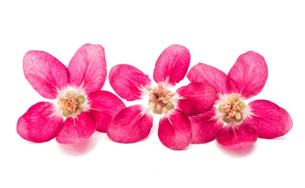 Rosa Blüten des Apfels isoliert — Stockfoto