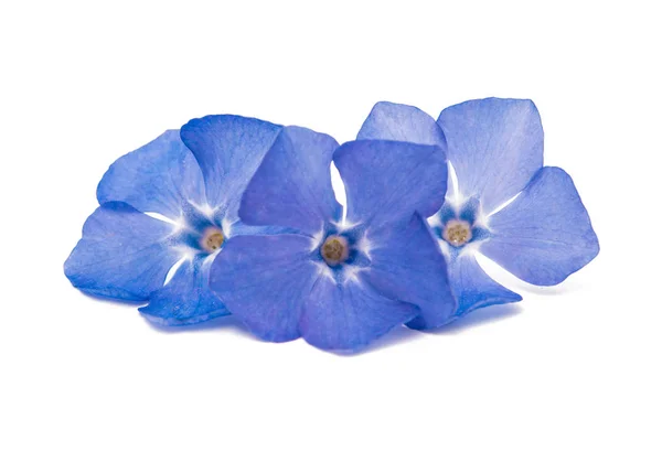 Periwinkle blå isolerade — Stockfoto