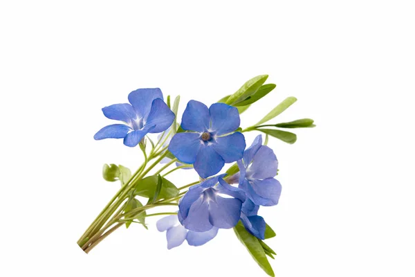 Periwinkle blå isolerade — Stockfoto