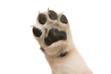 izole köpek yavrusu pençe 