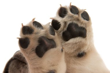 izole köpek yavrusu pençe 