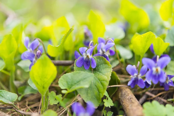 Violetta blommor växer i ängen — Stockfoto