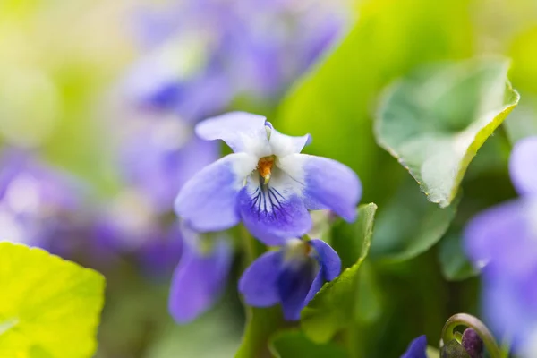 Violet flowers growing in the meadow — Stock Photo, Image