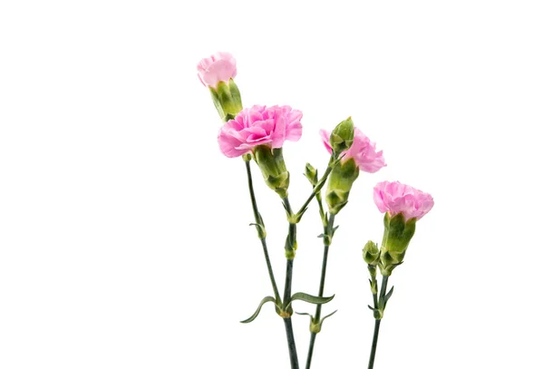 Fiore di garofano isolato — Foto Stock
