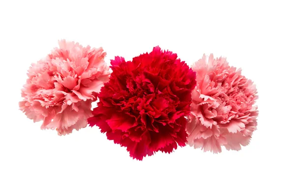Carnation flower isolated — Stock Photo, Image