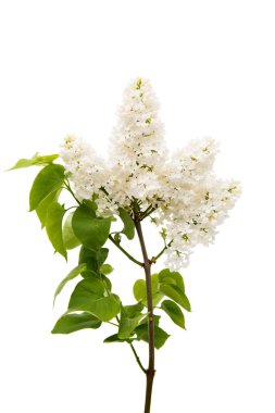 Eflatun bahar çiçekleri 