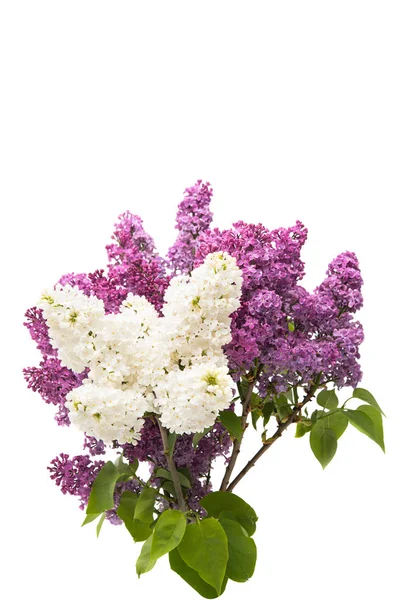 Lilac spring flowers — Stock Photo, Image