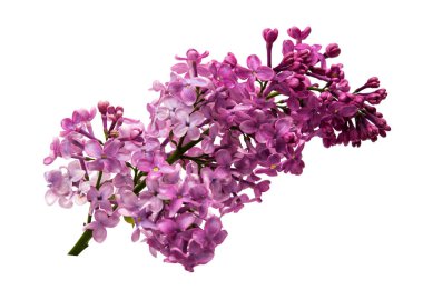 Eflatun bahar çiçekleri 