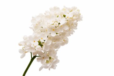 Eflatun bahar çiçekleri 