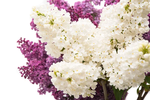 Lilac spring flowers — Stock Photo, Image