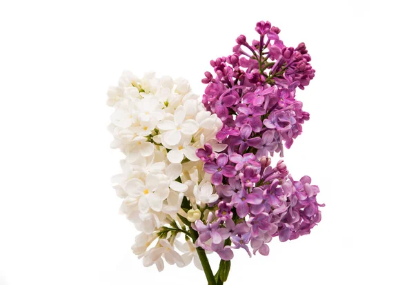 Lilac spring flowers — Stock Photo, Image