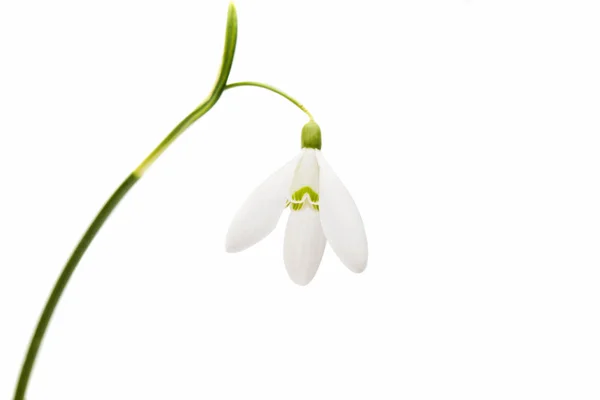 Snowdrop flower isolated — Stock Photo, Image