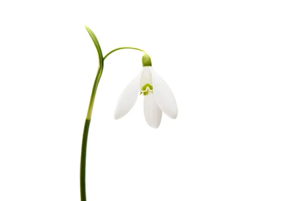 Snowdrop flower isolated — Stock Photo, Image