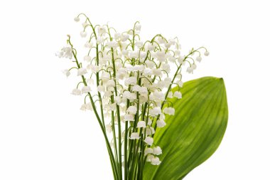 Çiçek lily izole vadi 