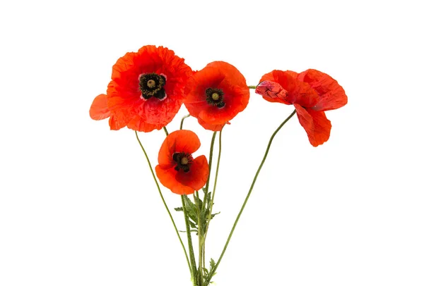 A bouquet of red poppies isolated — Stock Photo, Image