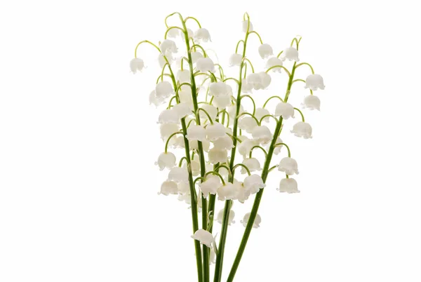 Flower lily of the valley isolated — Stock Photo, Image