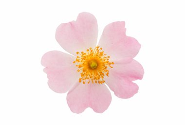 Köpek yalnız başına kalktı. 