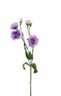 Elegance eustoma çiçek 