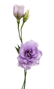 Elegance eustoma çiçek 