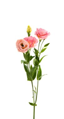 Elegance eustoma çiçek 