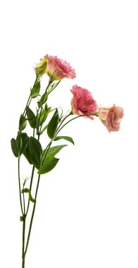 Elegance eustoma çiçek 