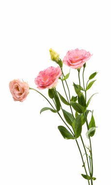 Elegance eustoma çiçek 