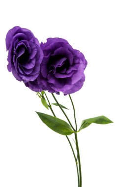 Elegance eustoma çiçek 