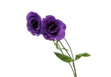 Elegance eustoma çiçek 