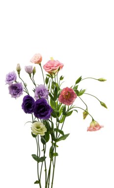 Elegance eustoma çiçek 