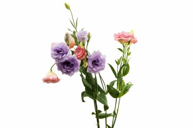 Elegance eustoma çiçek 