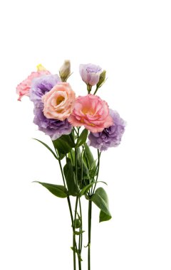 Elegance eustoma çiçek 