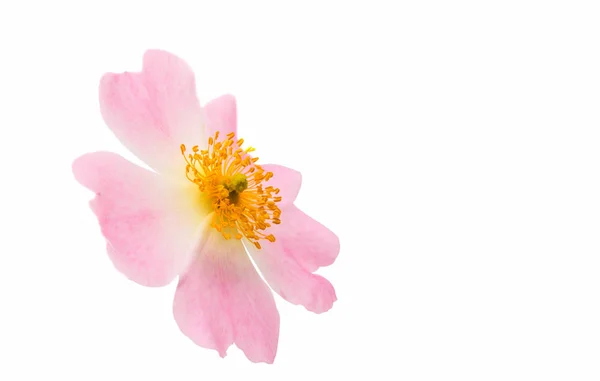 Dog rose isolated — Stock Photo, Image