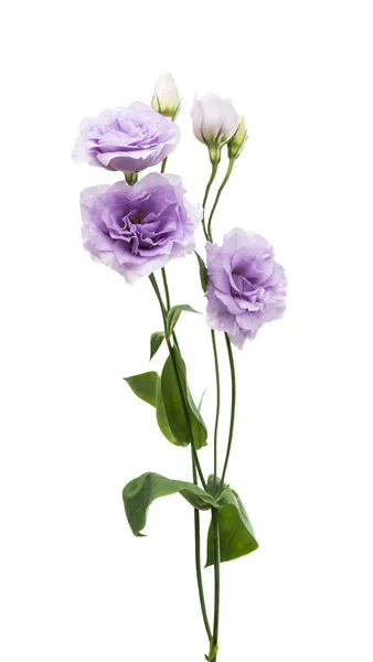 Elegancja eustoma kwiat — Zdjęcie stockowe