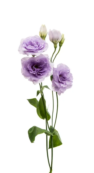 Elegance eustoma çiçek — Stok fotoğraf