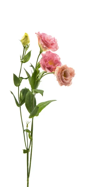 Elegance eustoma çiçek — Stok fotoğraf